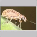 Polydrusus cervinus - Ruesselkaefer 01b 5-6mm.jpg